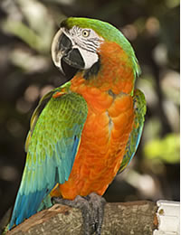 Veterinario Aves