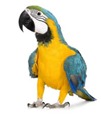 Veterinario Aves