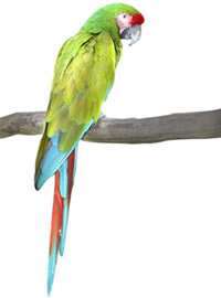 Veterinario Aves