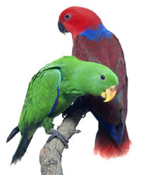 Veterinario Aves