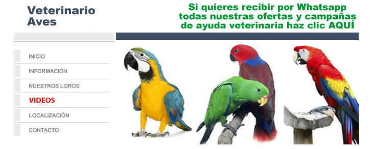 Veterinario Aves